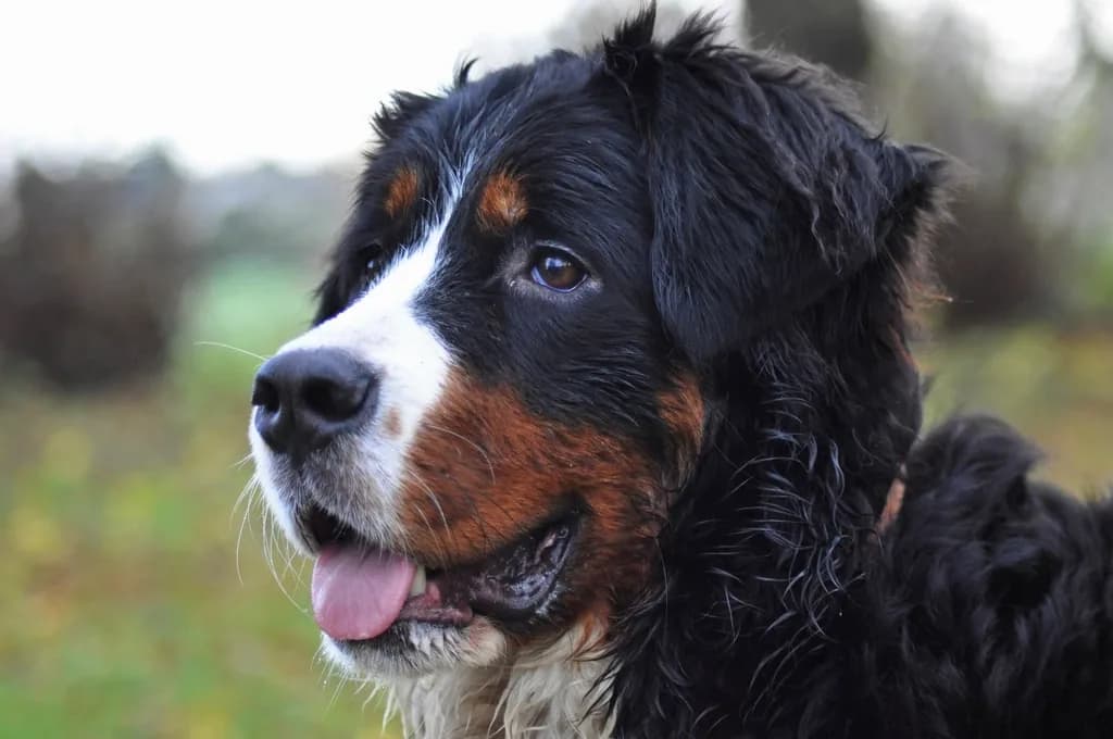 Bernese Mountain Dog