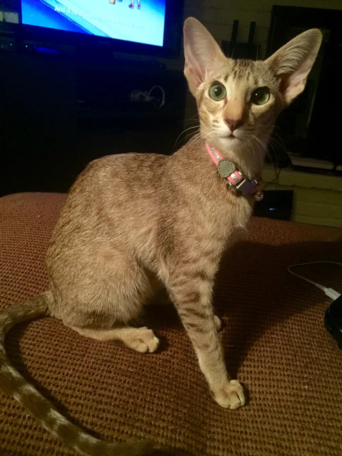 Oriental Shorthair