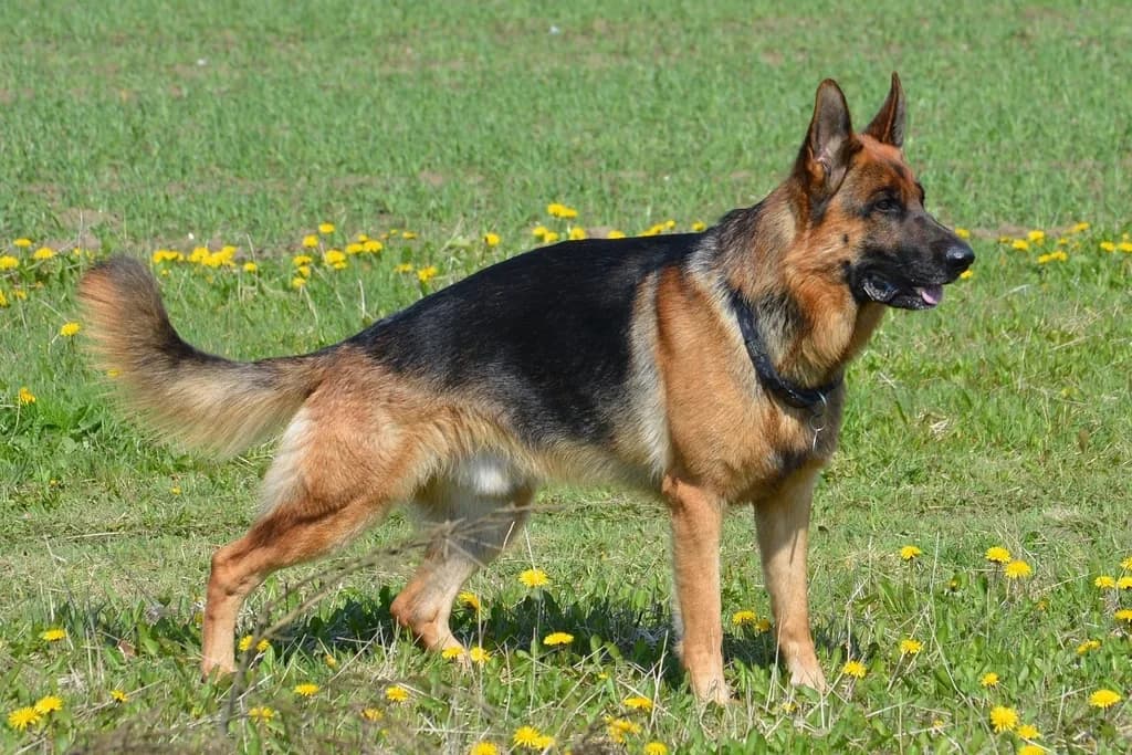 Vokiečių aviganis