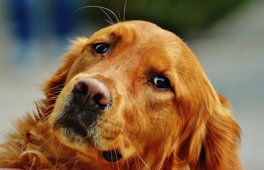 Golden Retriever