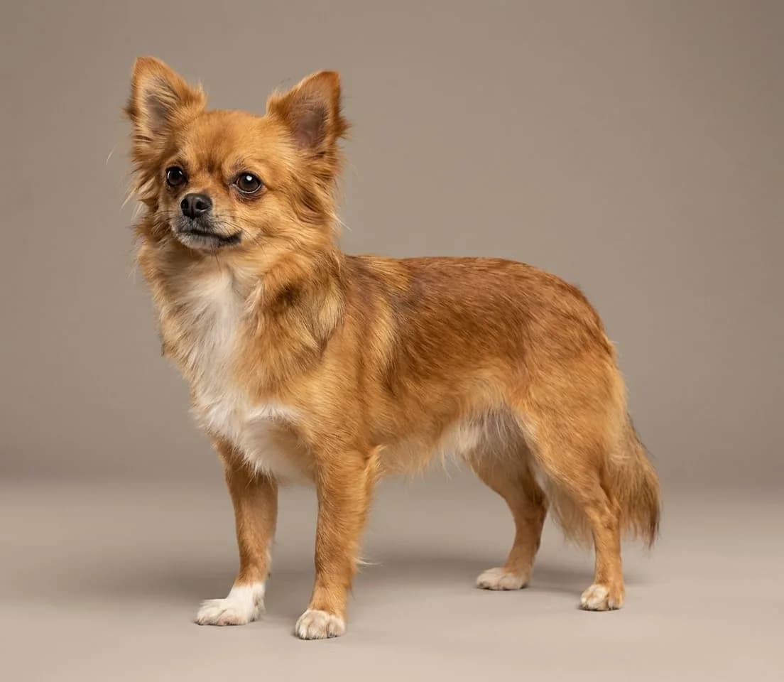 Chihuahua