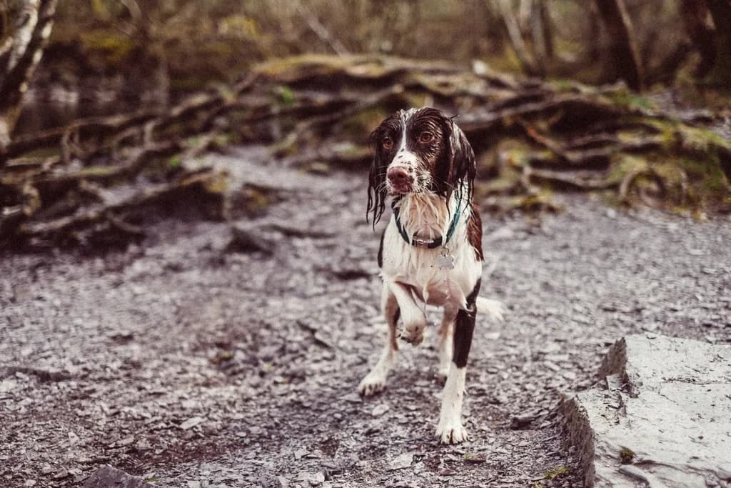 Pointer