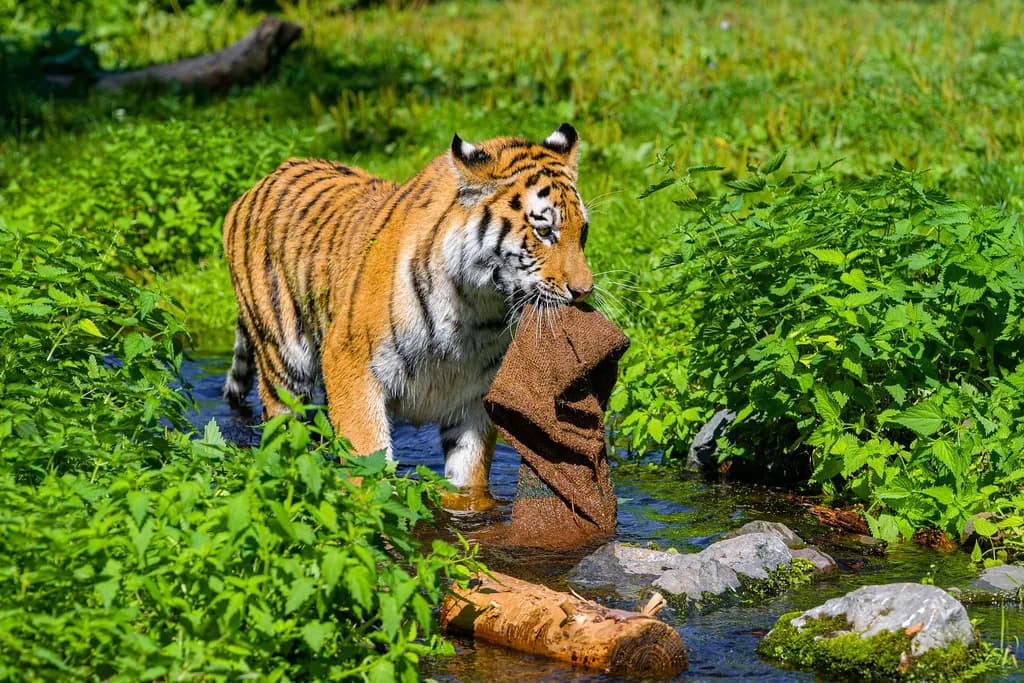Siberian