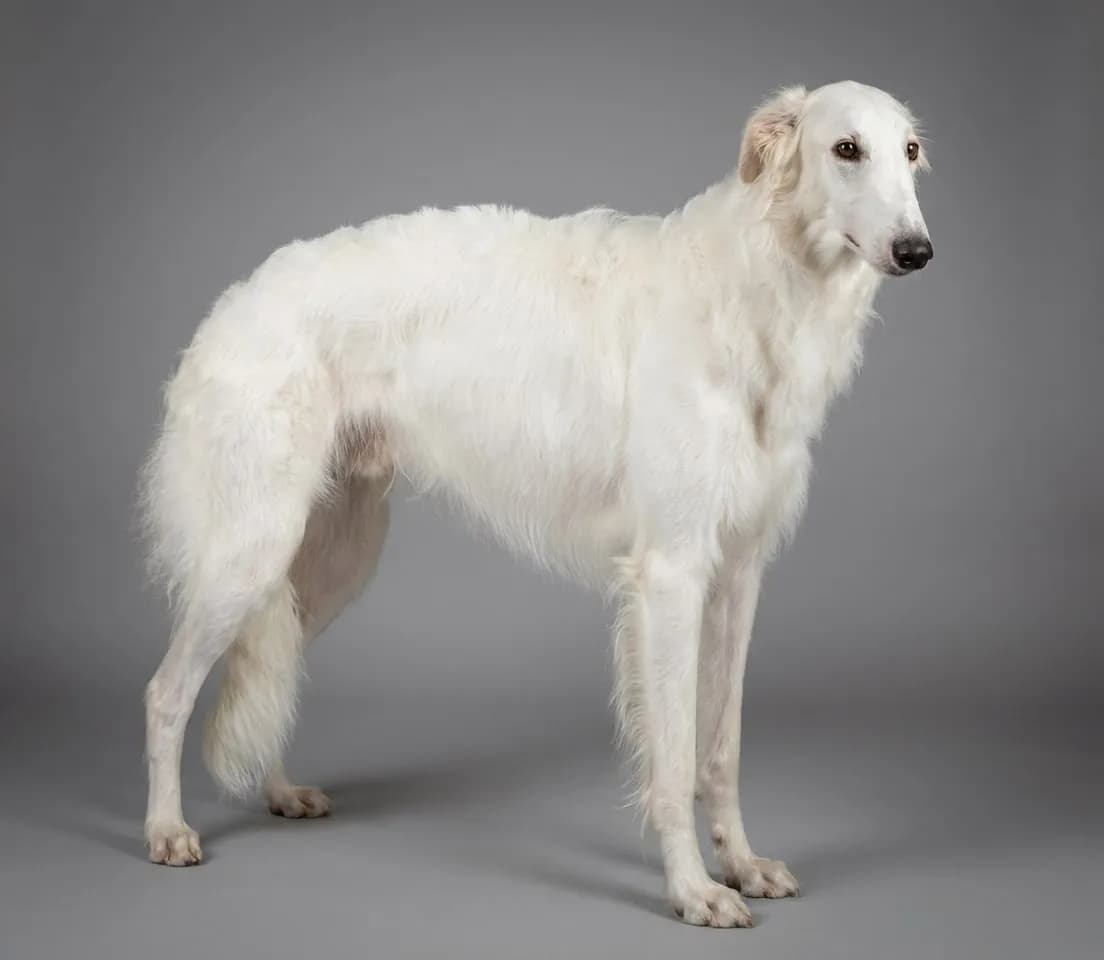 Borzoi