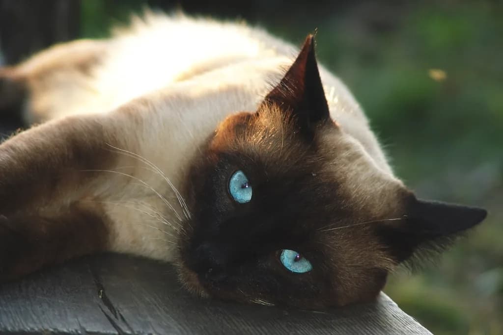 Siamese
