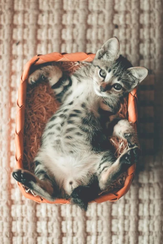 European Shorthair