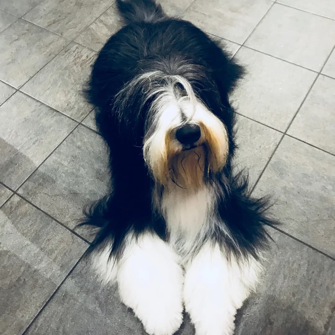 Bearded Collie