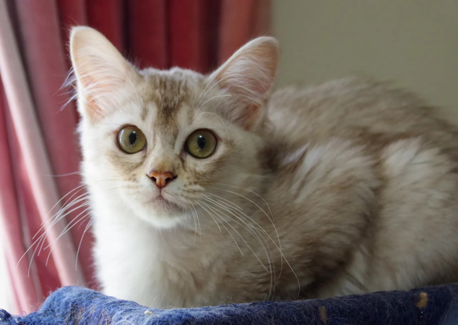 Asian Semi-longhair