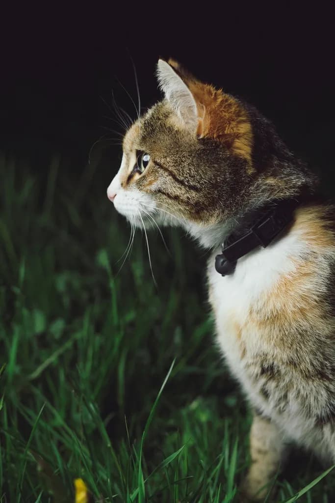 Manx