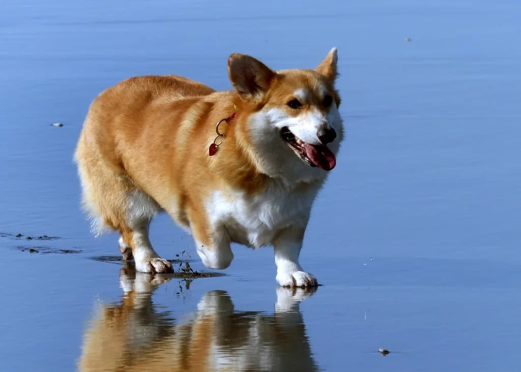 Cardigan Welsh Corgi