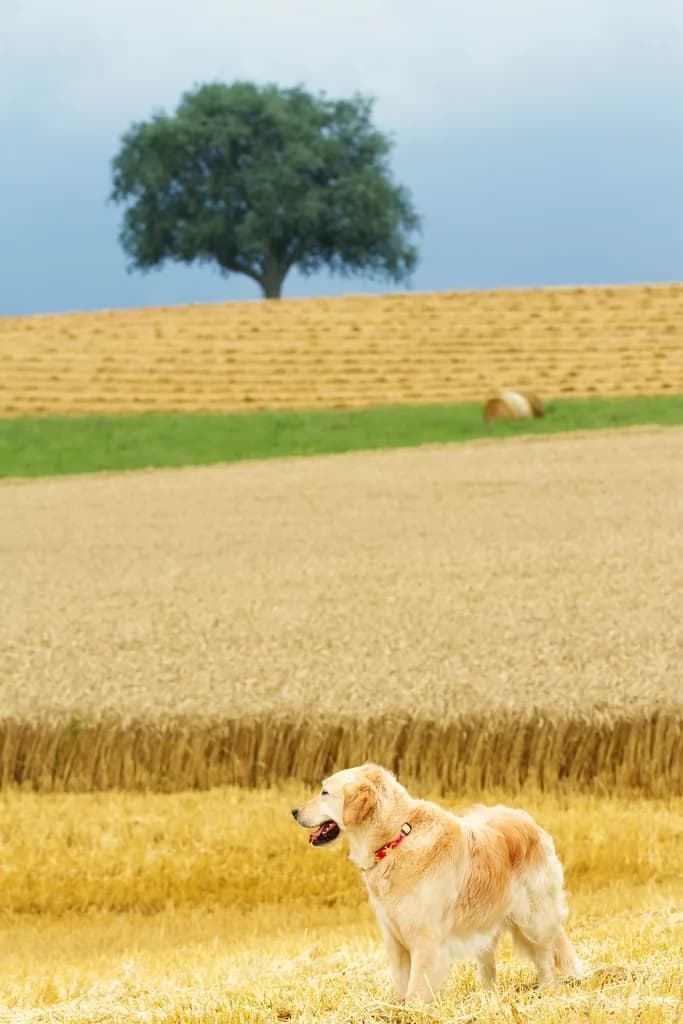 Golden Retriever