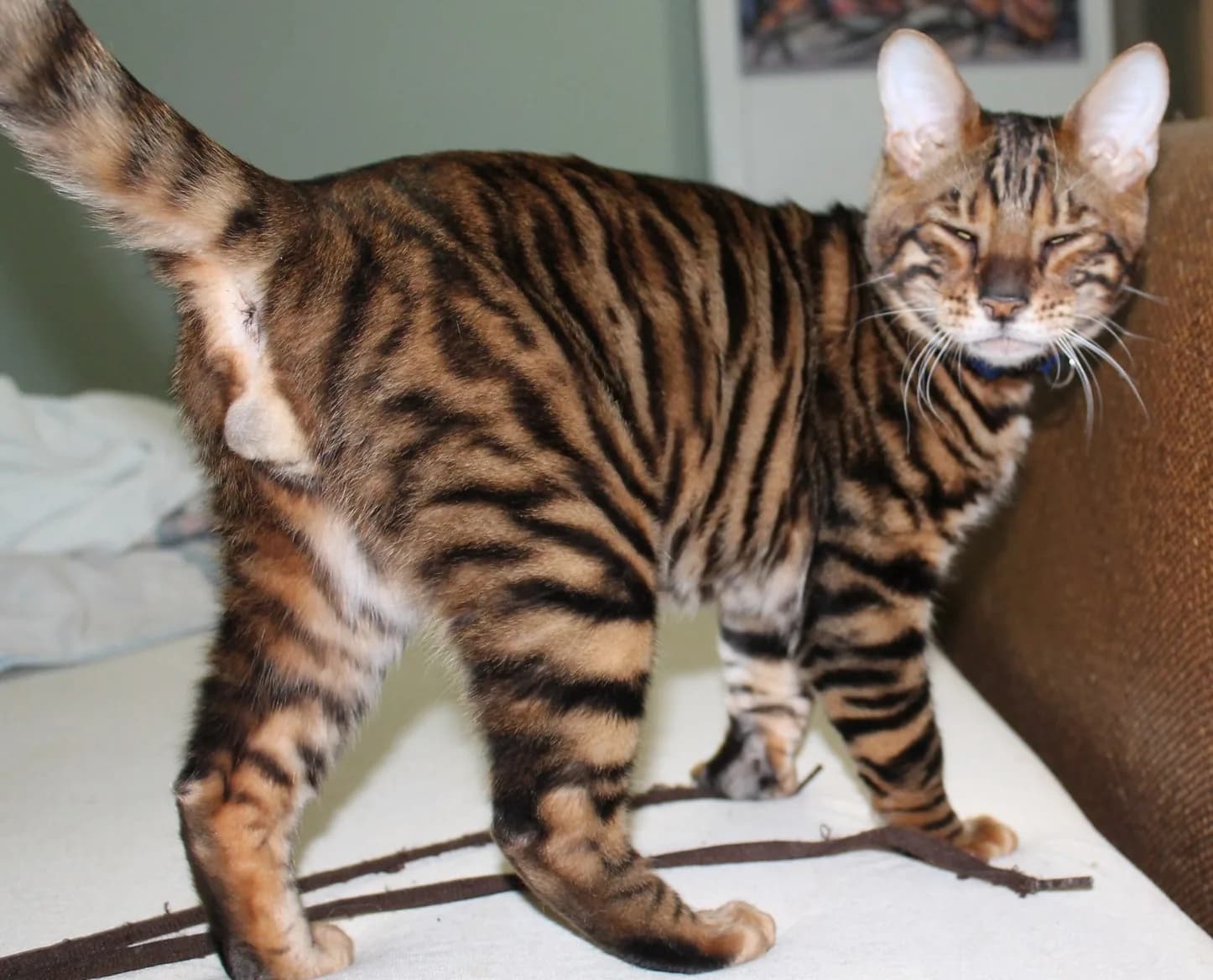 Toyger
