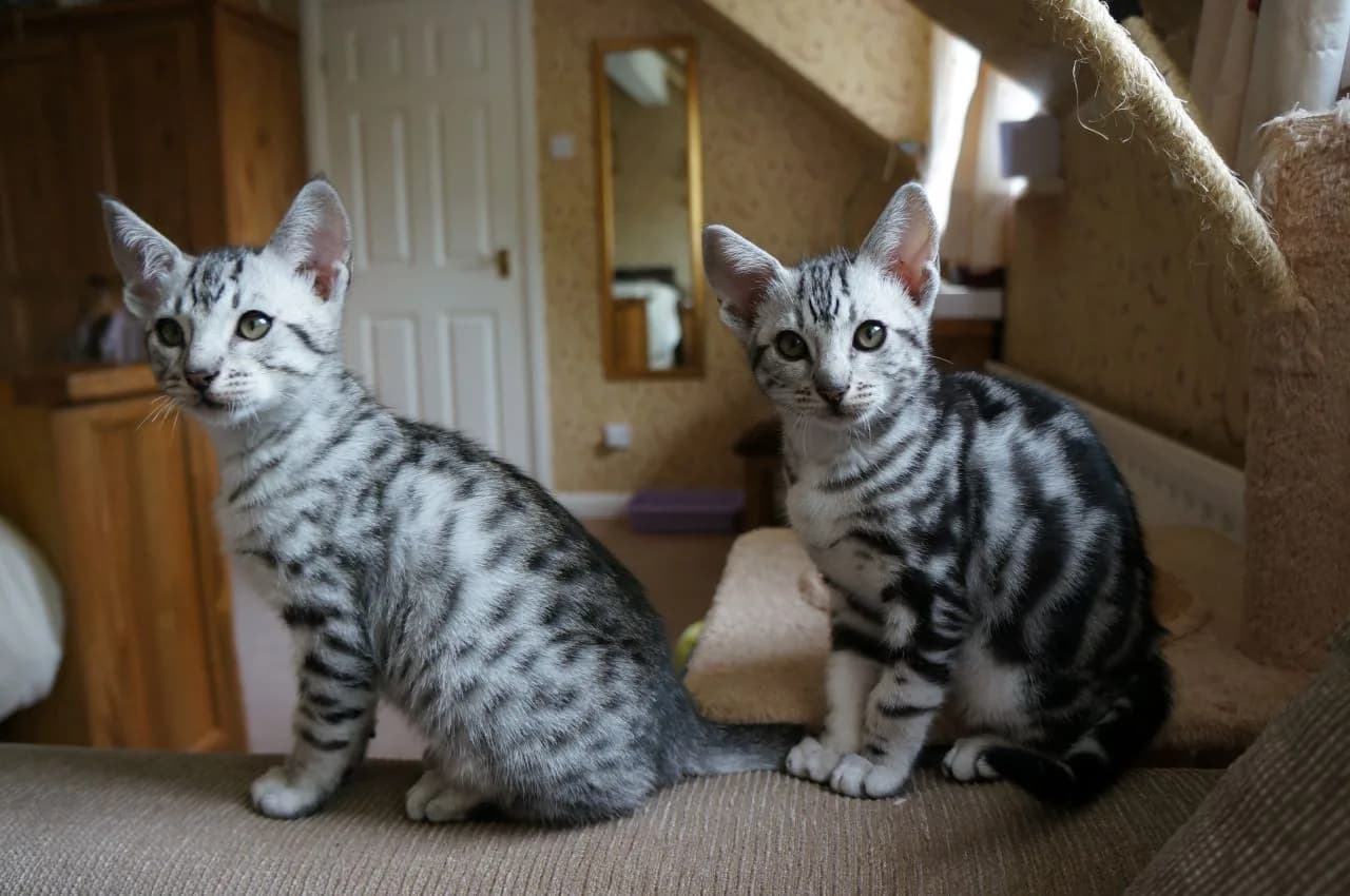 Ocicat