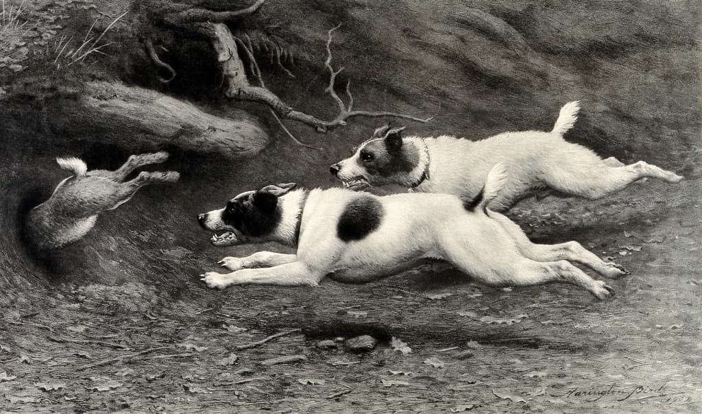 Jack Russell Terrier