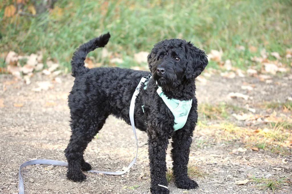 Schnoodle