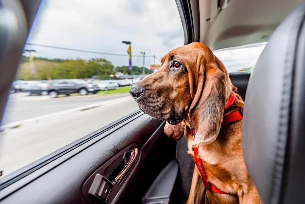 Bloodhound