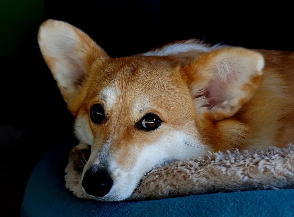 Pembroke Welsh Corgi