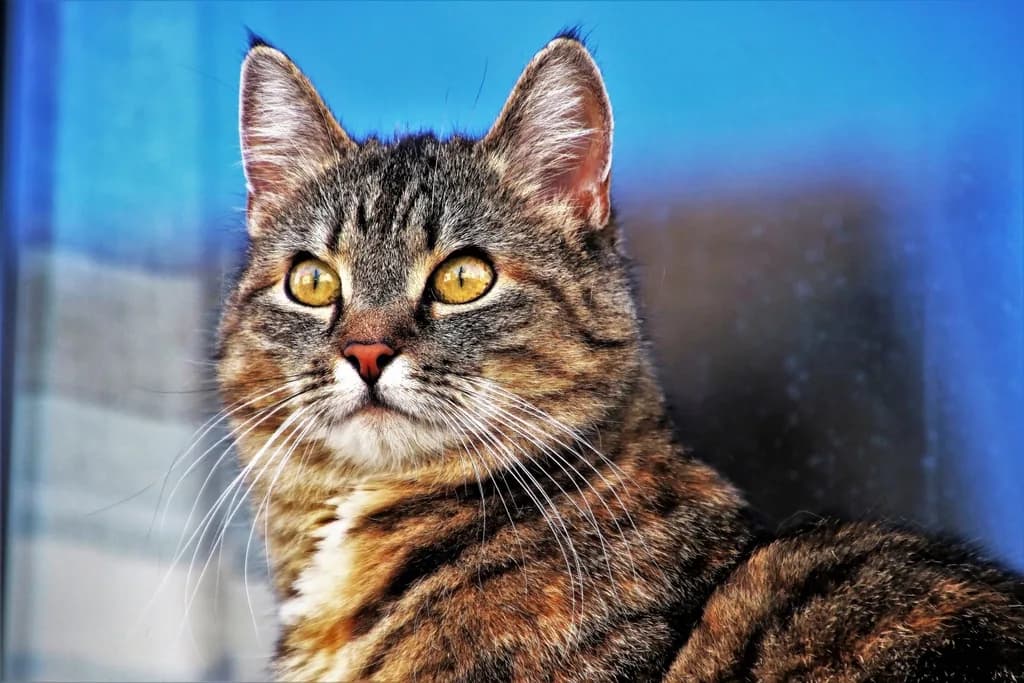 Manx