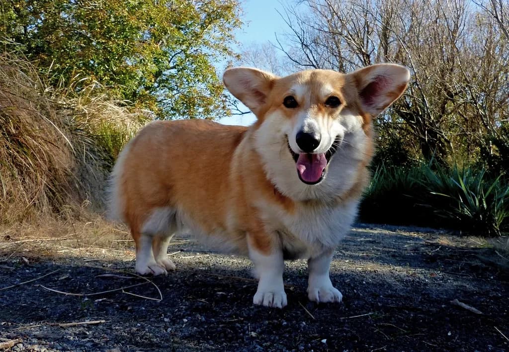 Pembroke Welsh Corgi