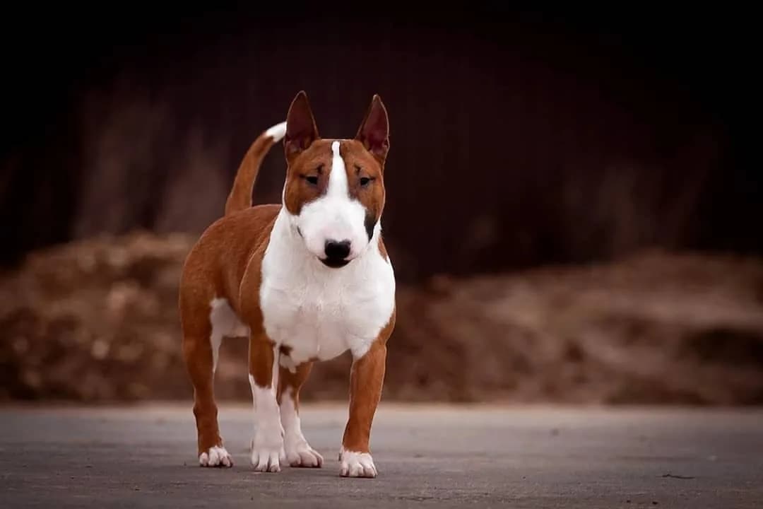 Bull Terrier