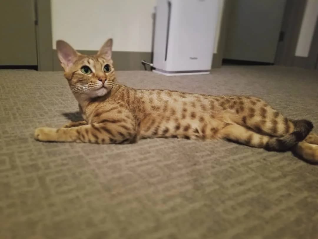 Cheetoh
