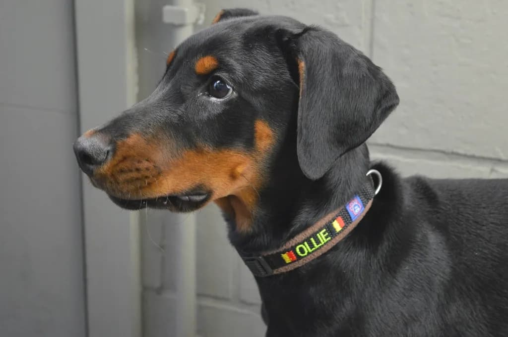 Doberman Pinscher
