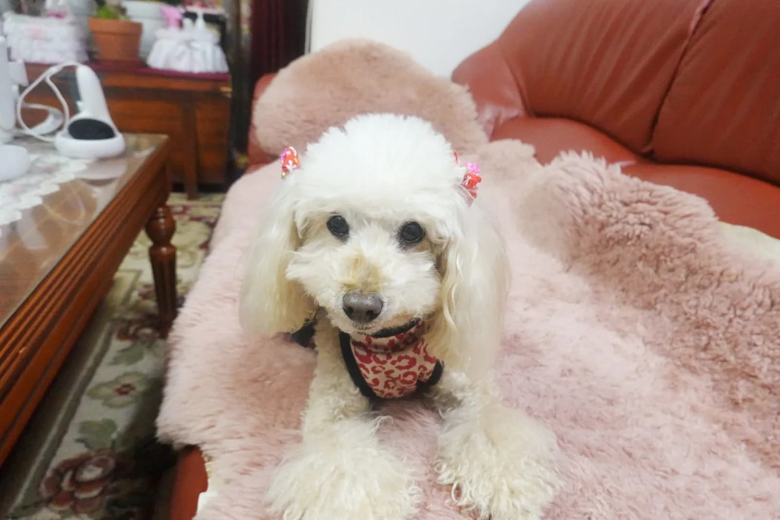 Poodle (Toy)