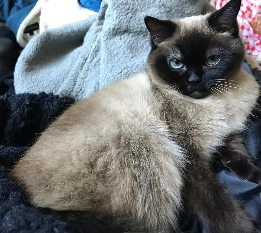 Siamese