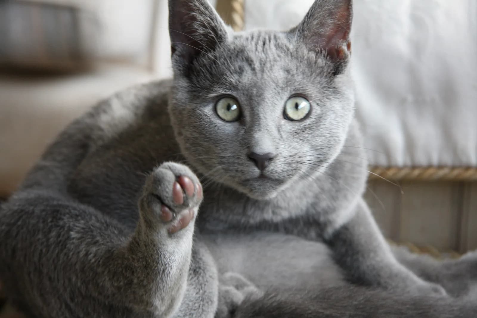 Russian Blue