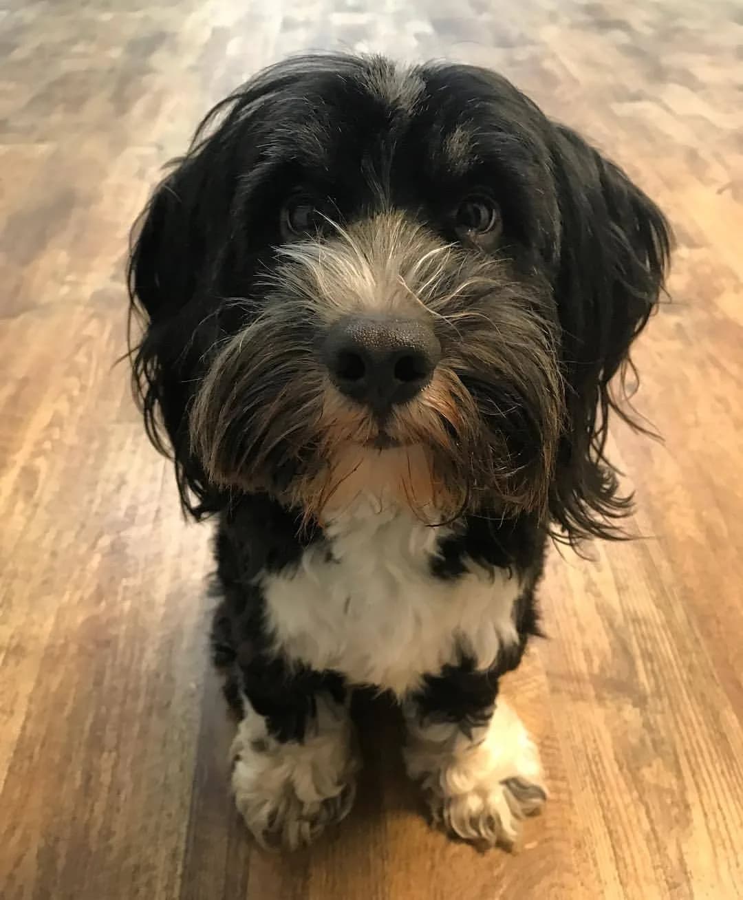Tibetan Terrier