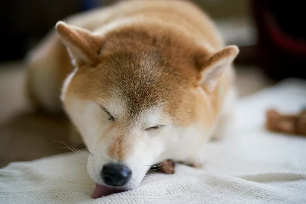 Shiba Inu