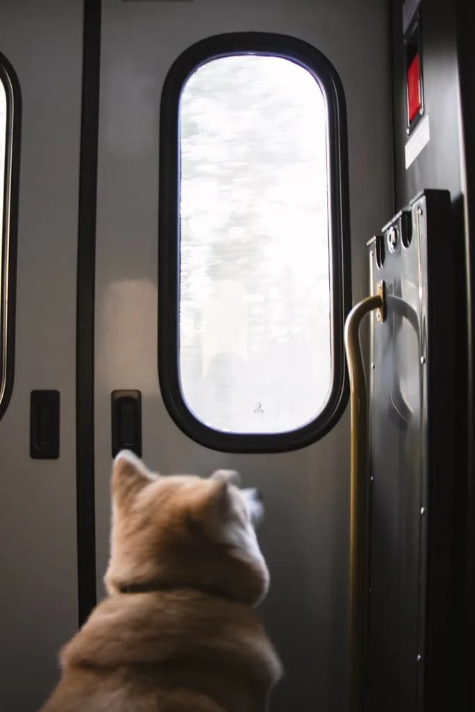 Akita