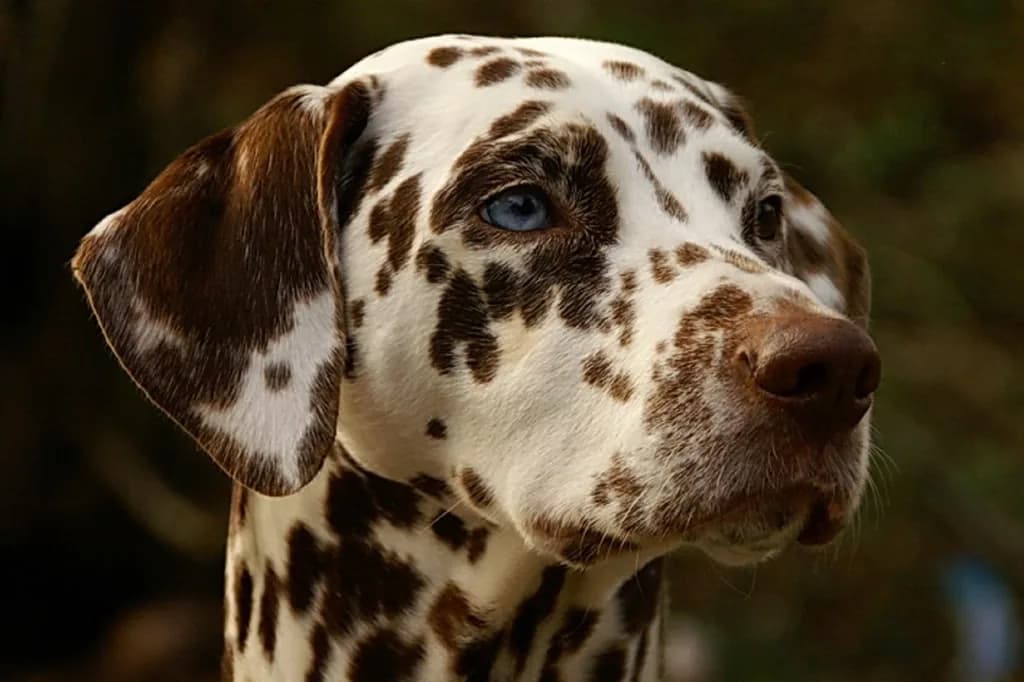 Dalmatian