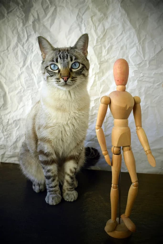 Ragdoll