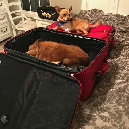 Chihuahua