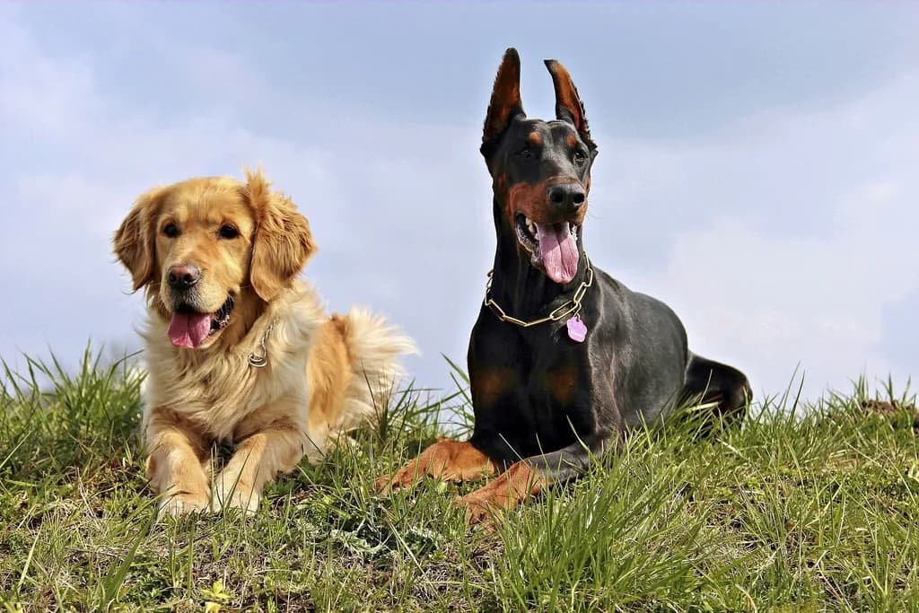 Golden Retriever