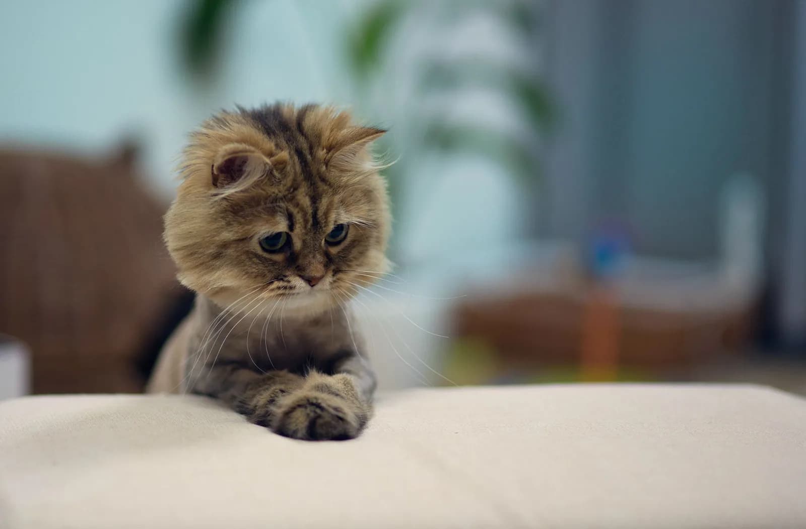 Persian
