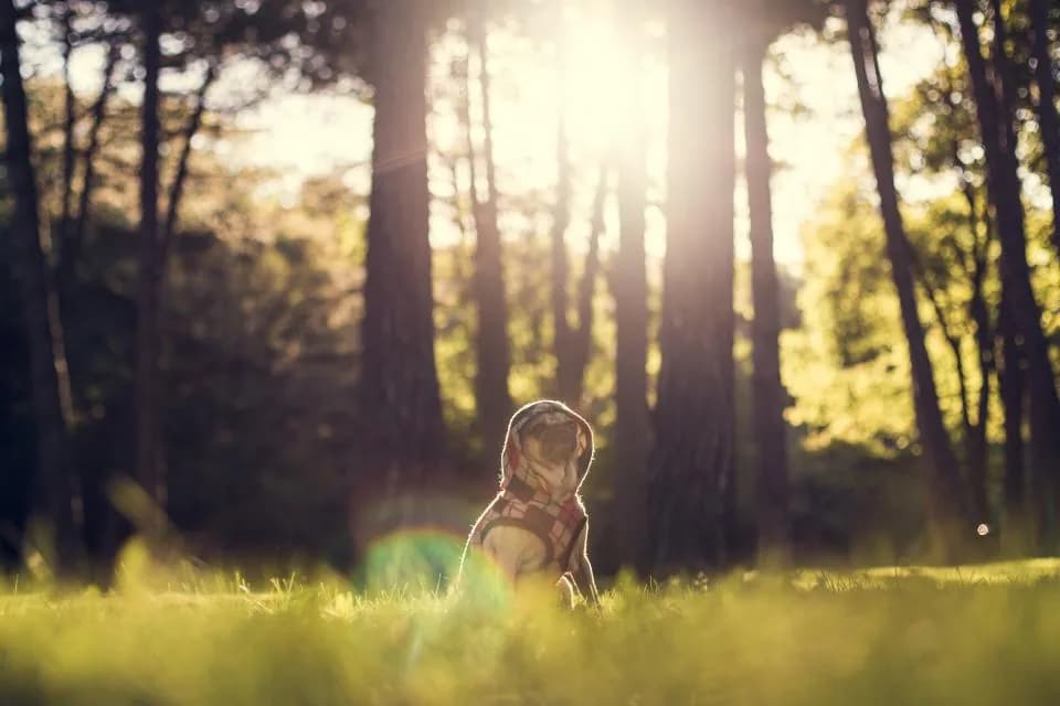 Pug