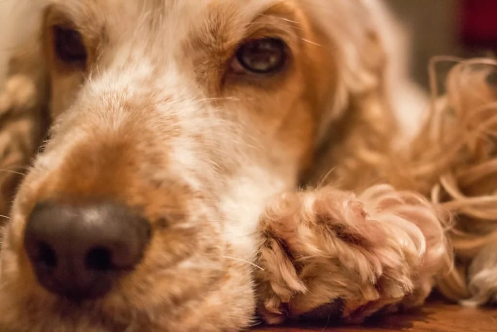 Cocker Spaniel