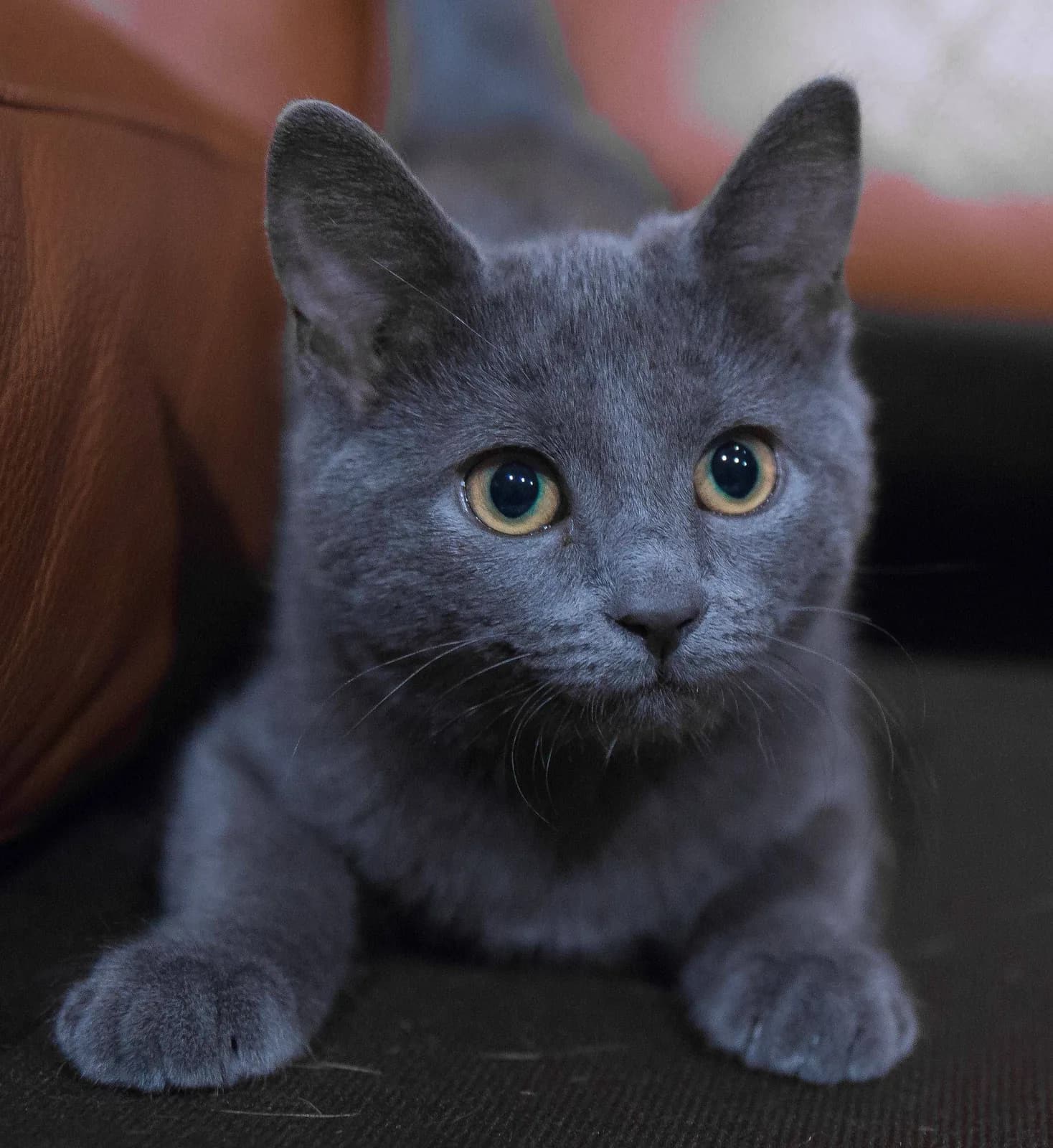 Russian Blue