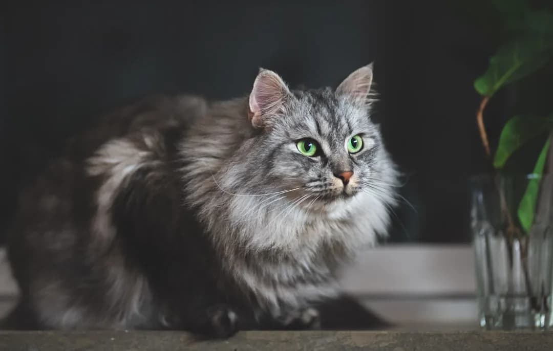 Siberian