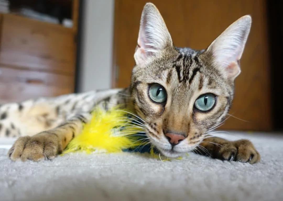 Bengal