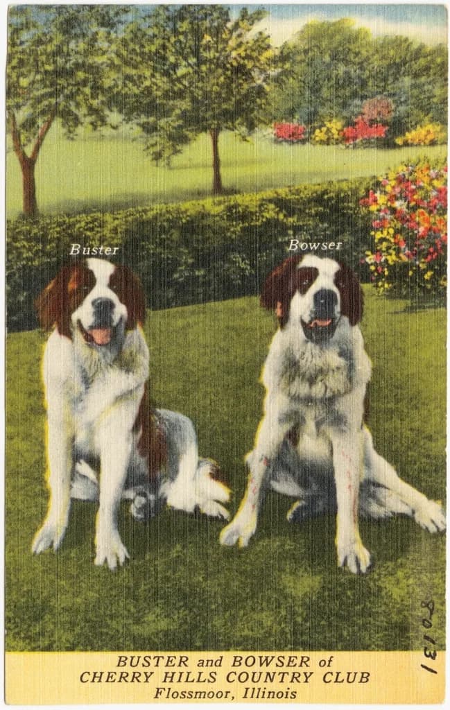 Saint Bernard