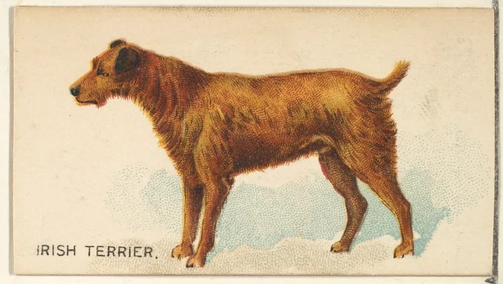 Irish Terrier
