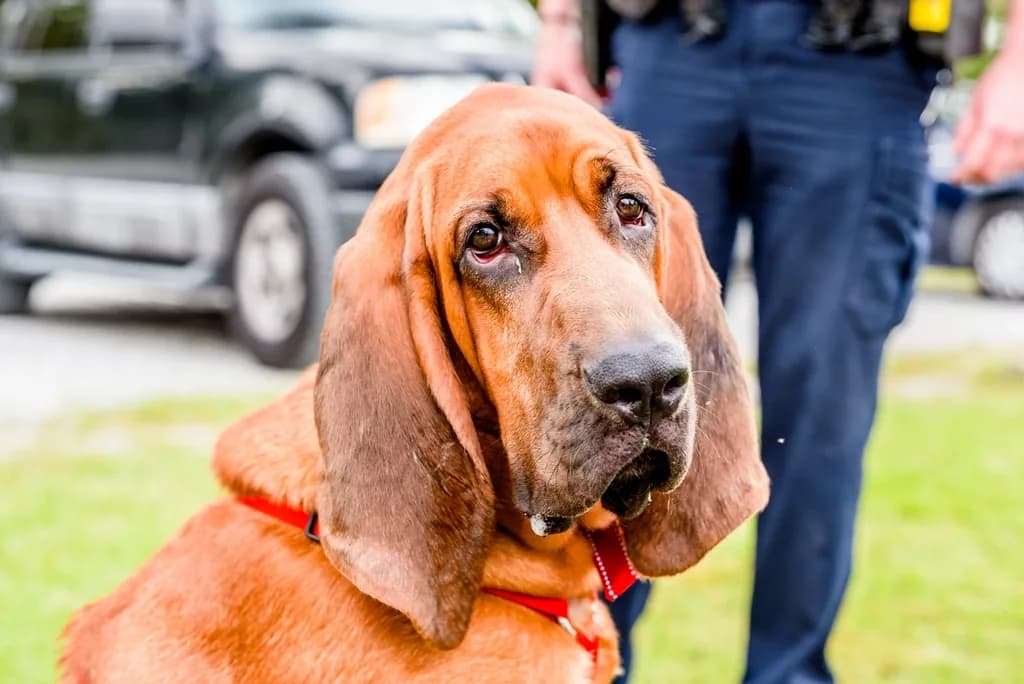 Bloodhound
