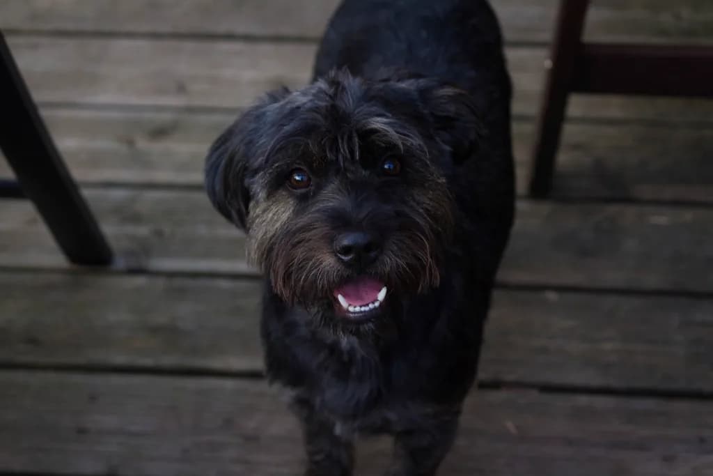 Affenpinscher