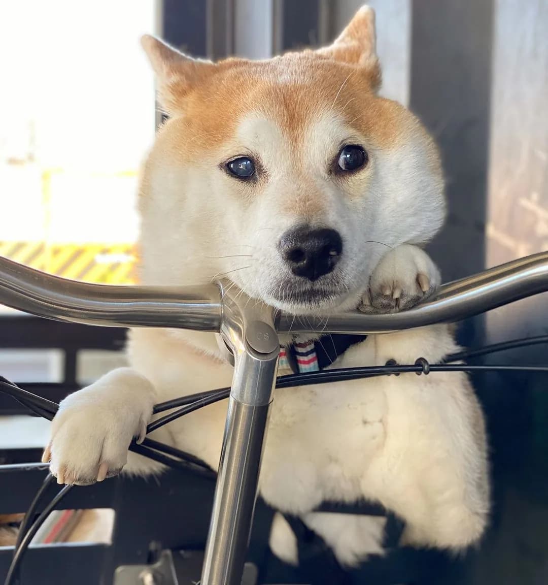 Shiba Inu