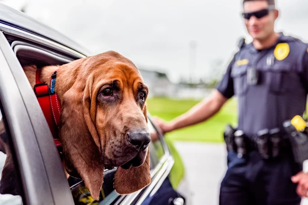 Bloodhound