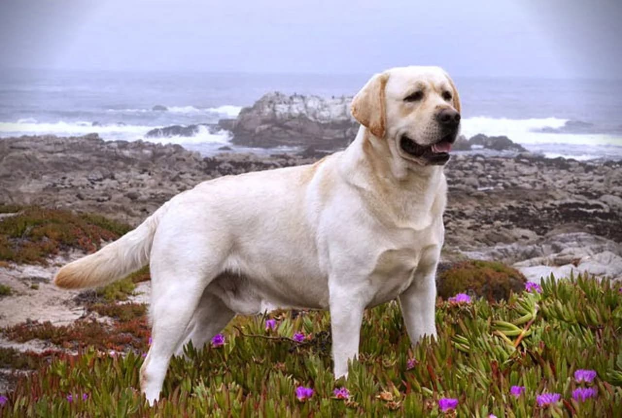 Labradoro retriveris