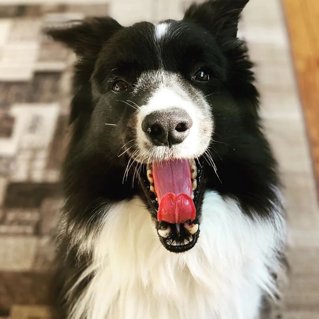 Border Collie
